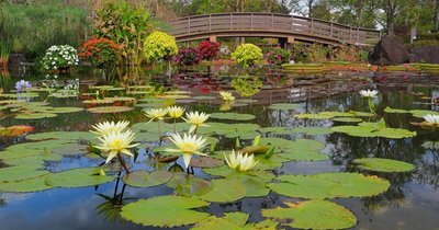 🏞️ 미즈노모리 수생식물공원(구사쓰시리쓰 스이세이쇼쿠부쓰코엔 미즈노모리) 이미지 2